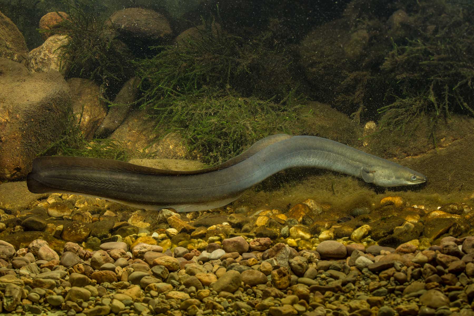 2025-10-aal-fsg-wuermsee-andi-hartl-fotografie Aal - Starnberger See - Fischereigenossenschaft Würmsee - Die Fische im Starnberger See