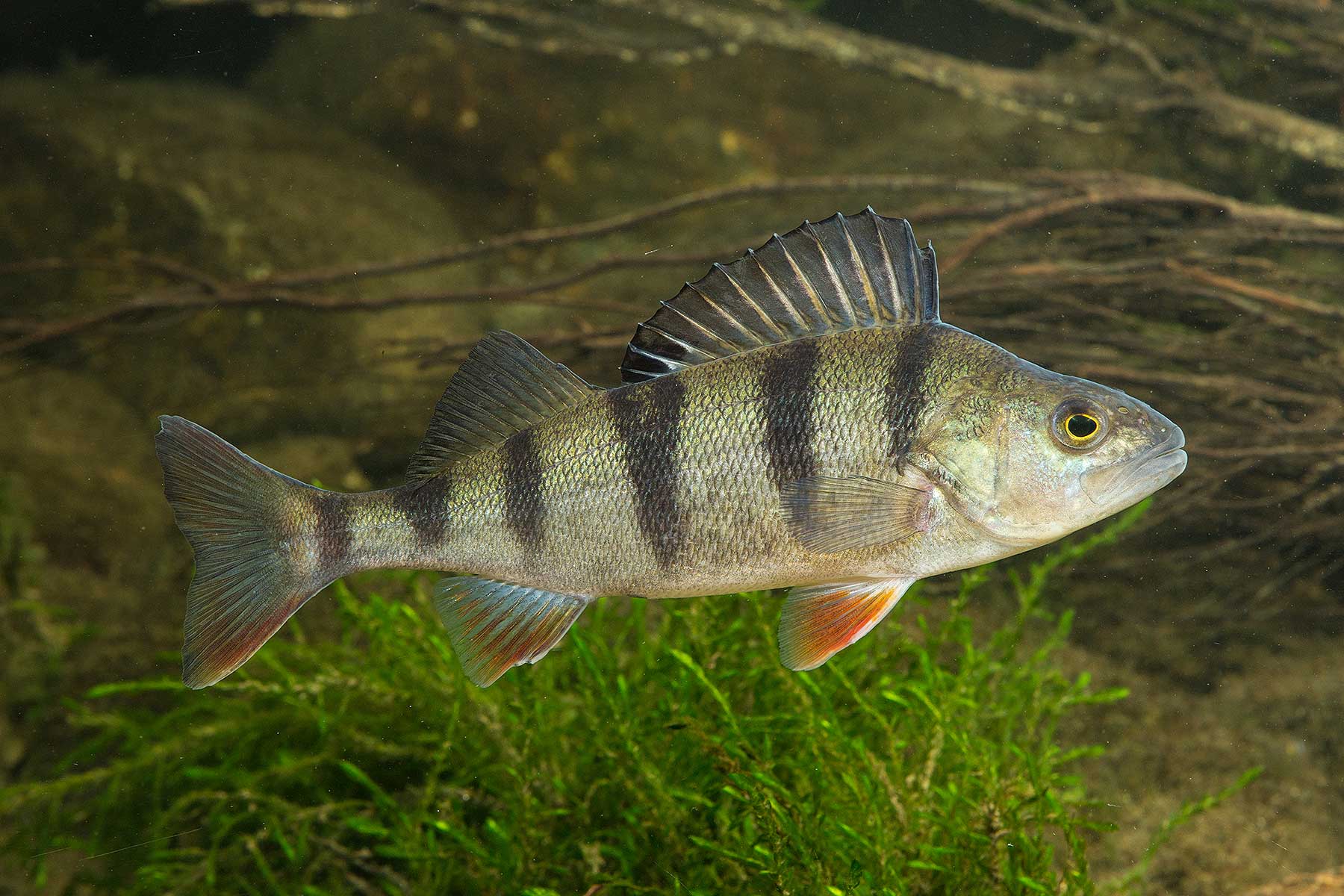 2025-10-barsch-fsg-wuermsee-andi-hartl-fotografie Barsch - Starnberger See - Fischereigenossenschaft Würmsee - Die Fische im Starnberger See