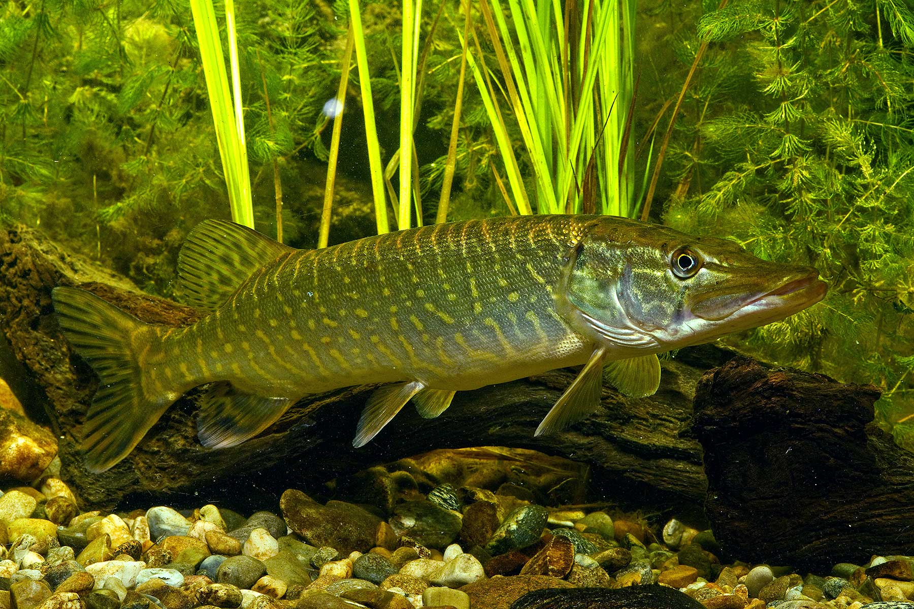 2025-10-hecht-fsg-wuermsee-andi-hartl-fotografie Hecht - Starnberger See - Fischereigenossenschaft Würmsee - Die Fische im Starnberger See