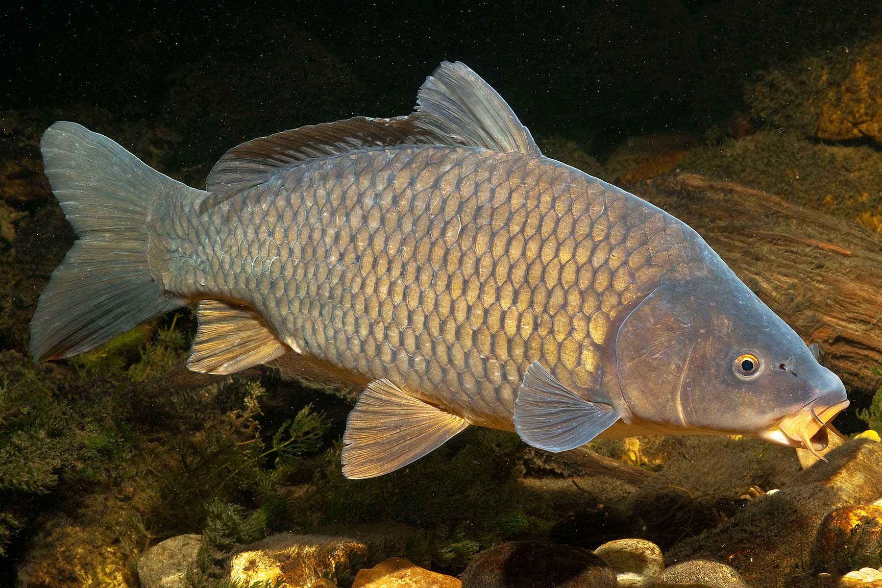 2025-10-karpfen-fsg-wuermsee-andi-hartl-fotografie Karpfen - Starnberger See - Fischereigenossenschaft Würmsee - Die Fische im Starnberger See