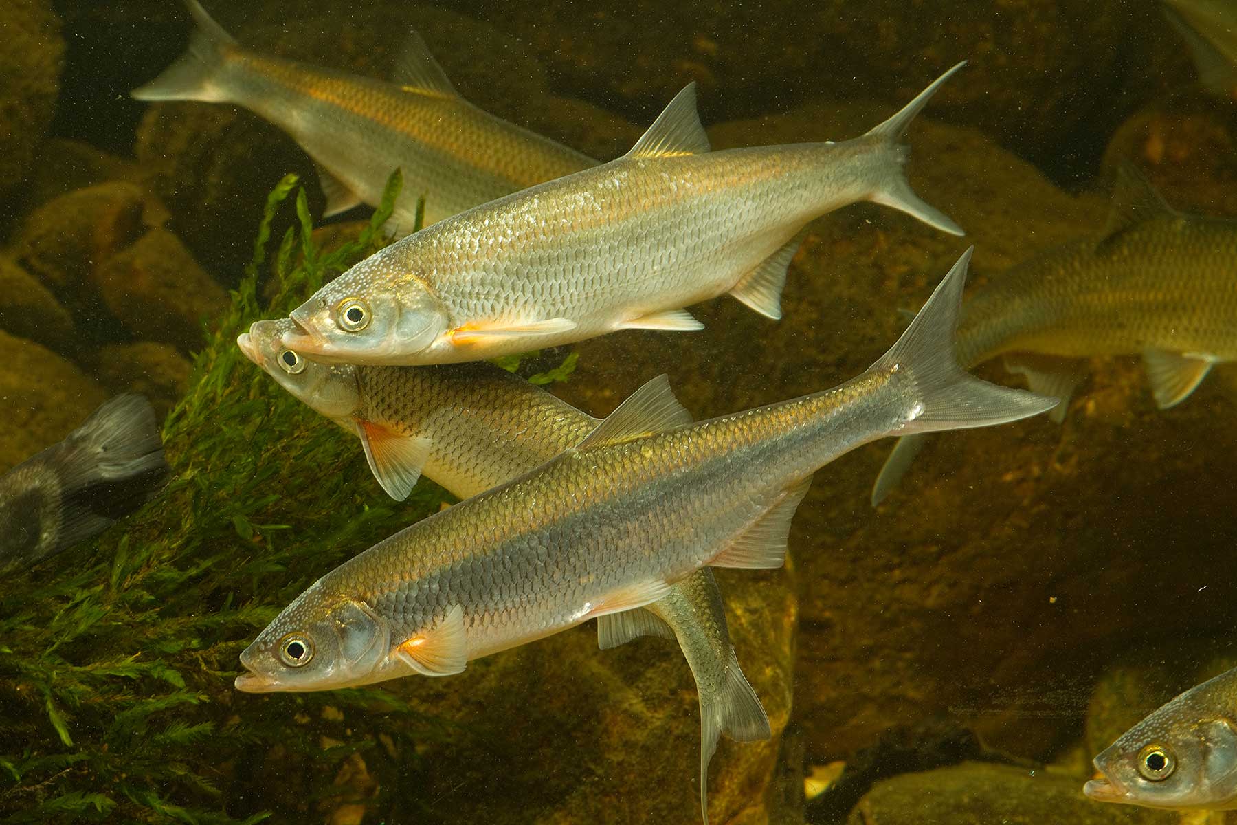 2025-10-mairenke-fsg-wuermsee-andi-hartl-fotografie Mairenke - Starnberger See - Fischereigenossenschaft Würmsee - Die Fische im Starnberger See