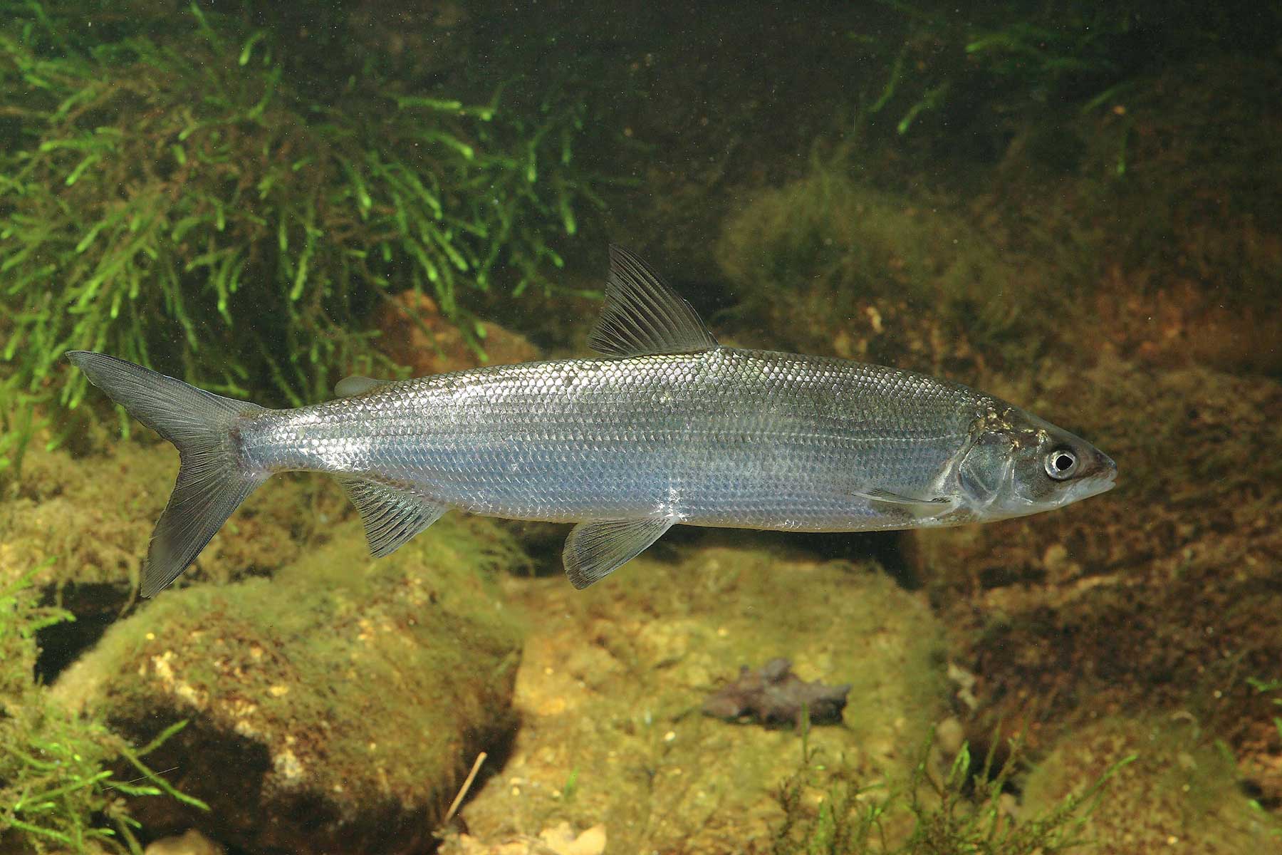 2025-10-renke-fsg-wuermsee-andi-hartl-fotografie Renke - Starnberger See - Fischereigenossenschaft Würmsee - Die Fische im Starnberger See