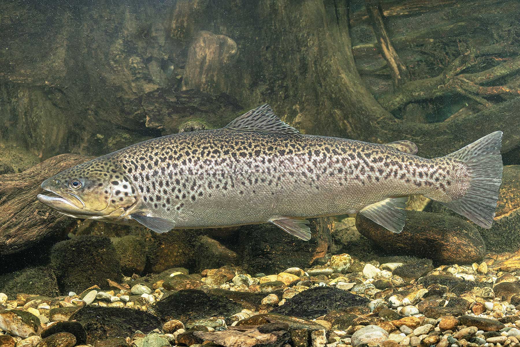 2025-10-seeforelle-fsg-wuermsee-andi-hartl-fotografie Seeforelle - Starnberger See - Fischereigenossenschaft Würmsee - Die Fische im Starnberger See