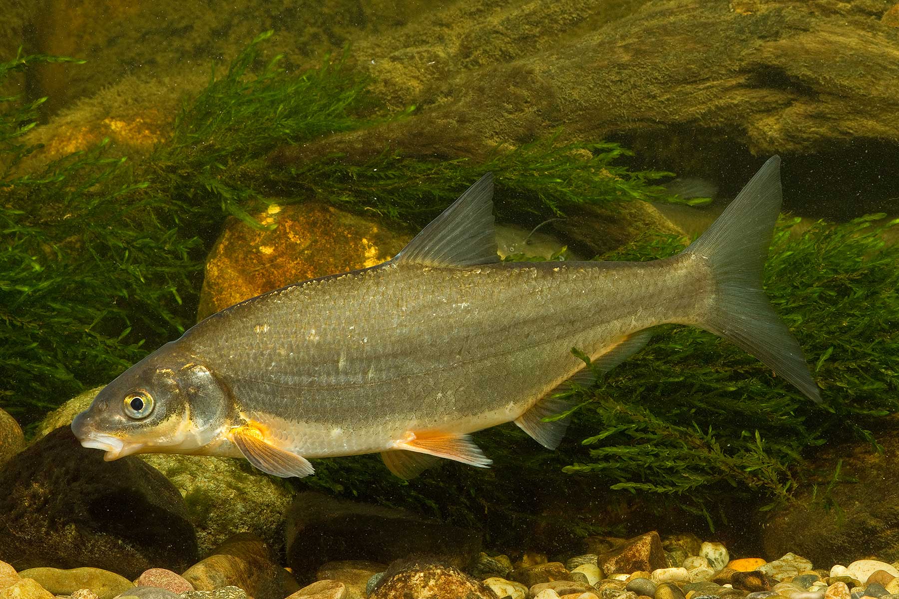2025-10-seeruessling-fsg-wuermsee-andi-hartl-fotografie Seerüssling - Starnberger See - Fischereigenossenschaft Würmsee - Die Fische im Starnberger See
