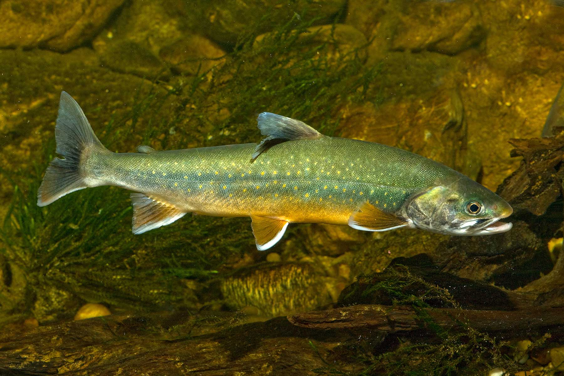 2025-10-seesaibling-fsg-wuermsee-andi-hartl-fotografie Seesaibling - Starnberger See - Fischereigenossenschaft Würmsee - Die Fische im Starnberger See