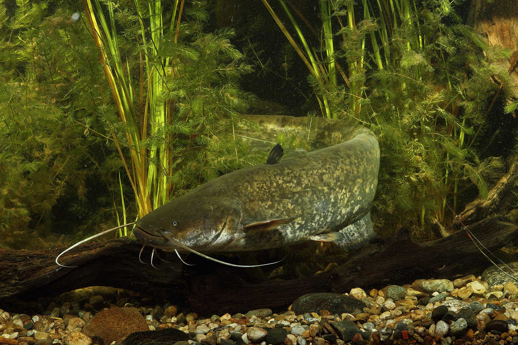 2025-10-waller-fsg-wuermsee-andi-hartl-fotografie Waller - Starnberger See - Fischereigenossenschaft Würmsee - Die Fische im Starnberger See